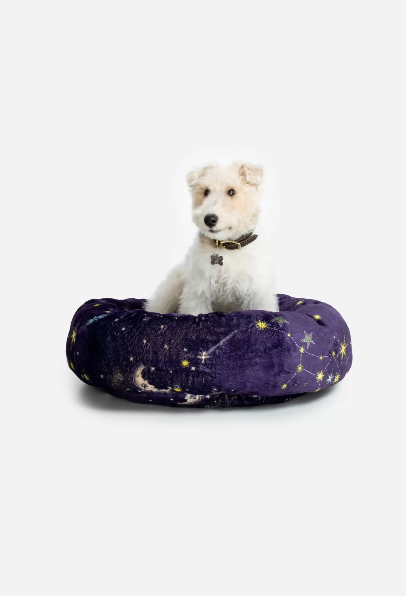 Pet Accessories>Johnny Was Small Dog Bed Blue Tiger