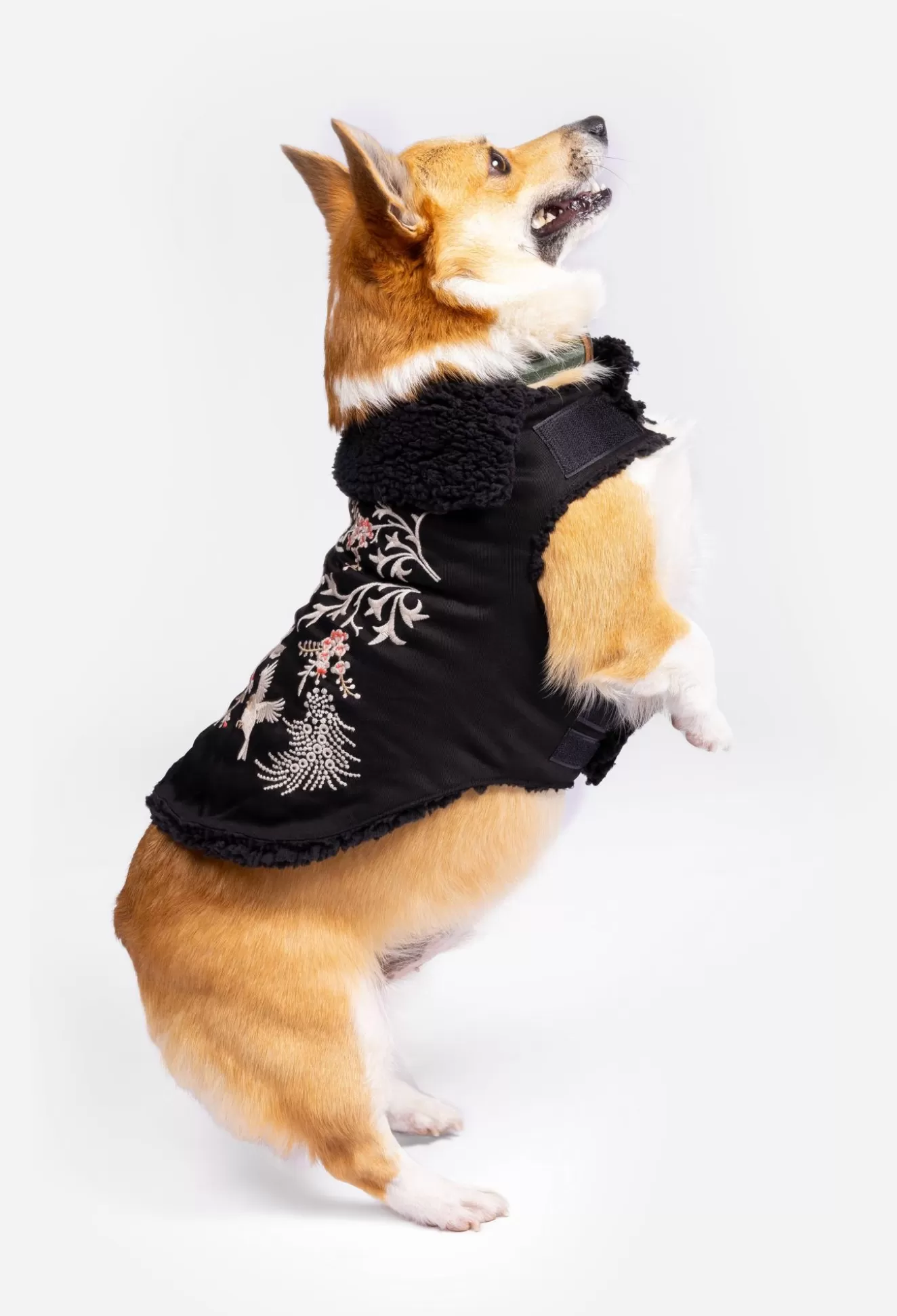 Pet Accessories>Johnny Was Valentina Embroidered Denim Pet Jacket Black
